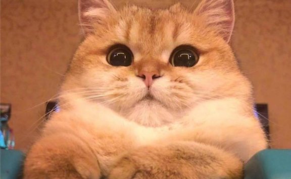 起名活动结束,已给报名的同学加上500积分奖励….